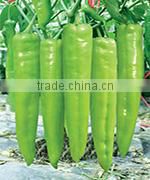 PE01 NO.604 California green snow pea seeds for agriculture sowing