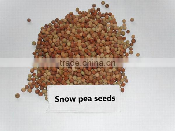 PE01 NO.604 California green snow pea seeds for agriculture sowing