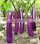 PE01 NO.604 California green snow pea seeds for agriculture sowing
