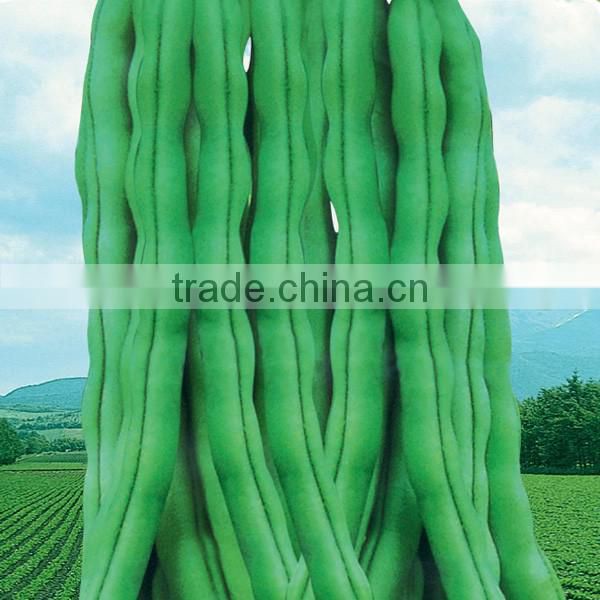 BE07 BY no.38 early maturity green kidney bean seeds for planting