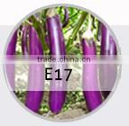 BE09 Nongzhong light green long bean seeds with white seeds inside