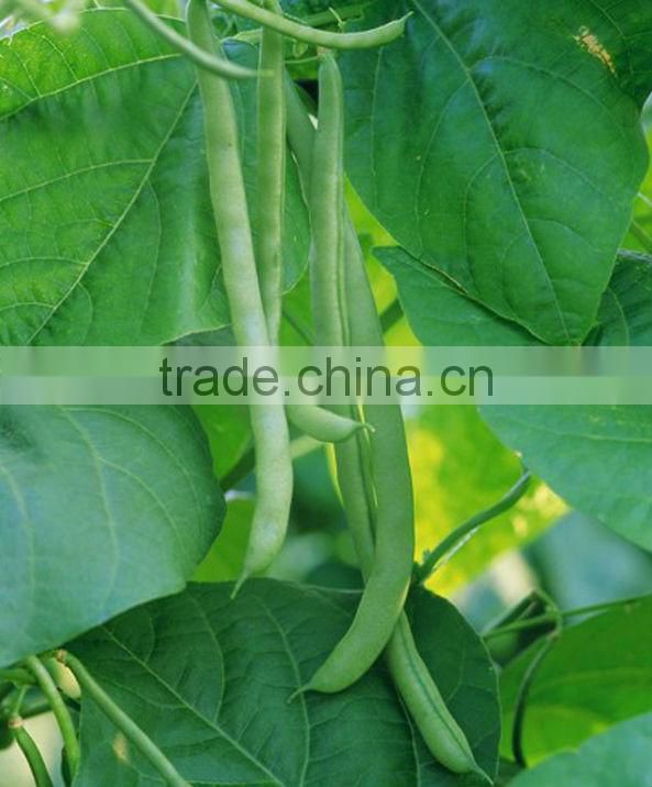 BE08 Hongkong no.12 early maturity green kidney bean seeds sales