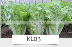 BE05 Hongzi light green early maturity long bean seeds in agriculture