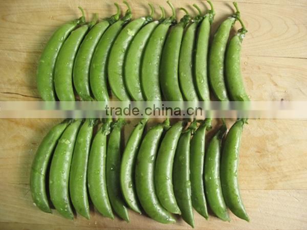 NPE03 Tiande high yield sugar pea seeds guangzhou