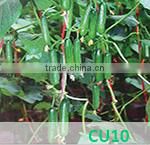 BE03 Qiwei dark green long bean seeds for planting