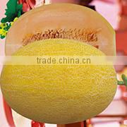 PE01 NO.604 California green snow pea seeds for agriculture sowing