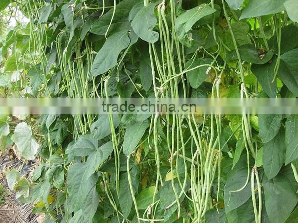 MBE03 Youqi high yield asparagus bean seeds, chinese long bean seeds company