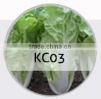 BE09 Nongzhong light green long bean seeds with white seeds inside