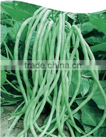 BE06 Ouki no need frame light green long bean seeds sales