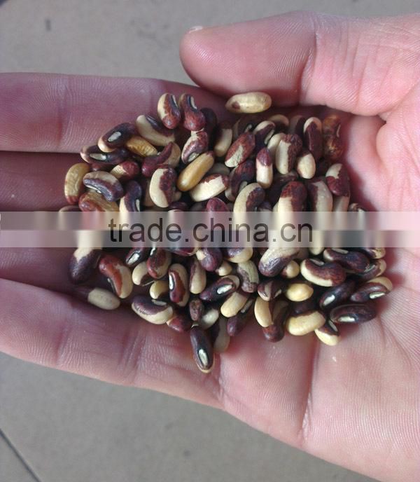 BE01 Guanglian mix seeds light green long bean seeds for sowing