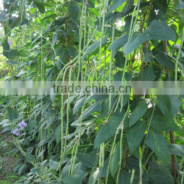 MBE04 Fengkai early maturity yard long bean seeds, chinese bean seeds