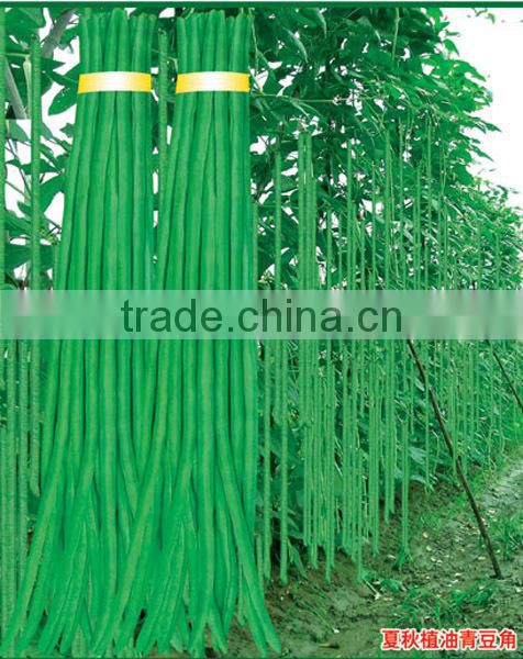 BE04 Fengkang no.2 long green bean seeds for planting