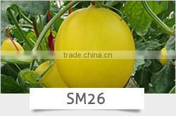 BE05 Hongzi light green early maturity long bean seeds in agriculture