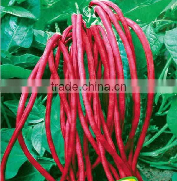 NBE10 Weichi Red bean seeds name of seeds factory