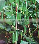 PE01 NO.604 California green snow pea seeds for agriculture sowing
