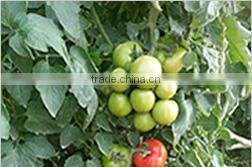 BE05 Hongzi light green early maturity long bean seeds in agriculture