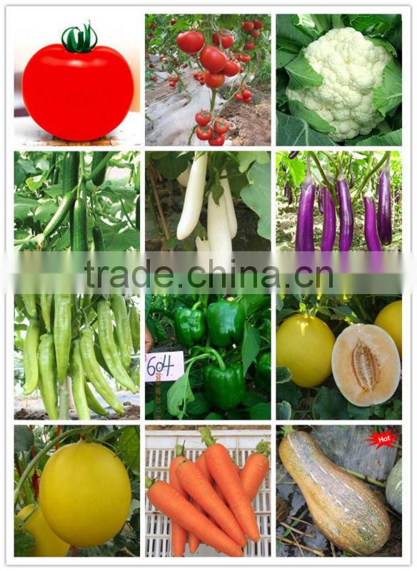 MBE03 Youqi high yield asparagus bean seeds, chinese long bean seeds company