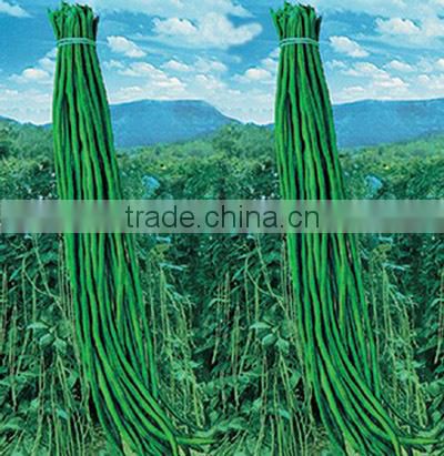 BE03 Qiwei dark green long bean seeds for planting