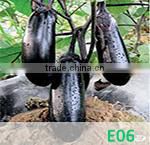 BE03 Qiwei dark green long bean seeds for planting