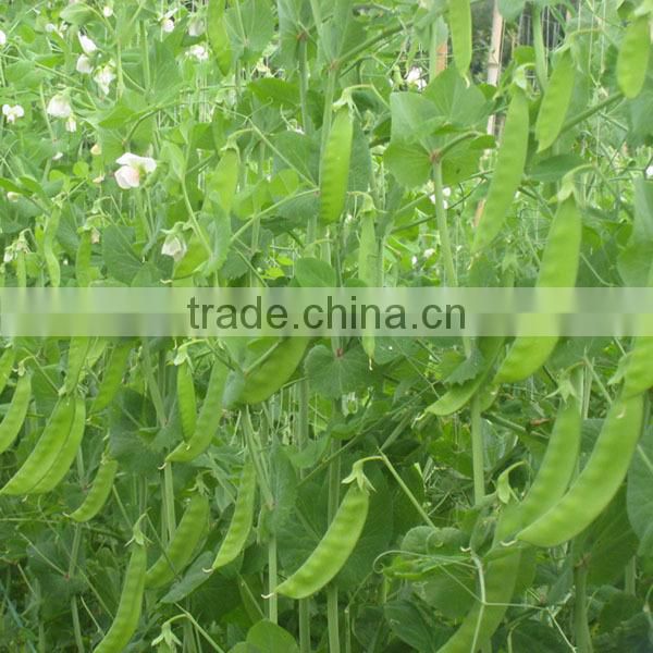 PE01 NO.604 California green snow pea seeds for agriculture sowing