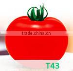 BE03 Qiwei dark green long bean seeds for planting