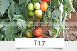 BE05 Hongzi light green early maturity long bean seeds in agriculture