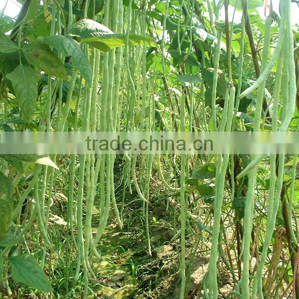 MBE01 Obesity early maturity high quality long bean seeds for planting