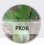 BE09 Nongzhong light green long bean seeds with white seeds inside