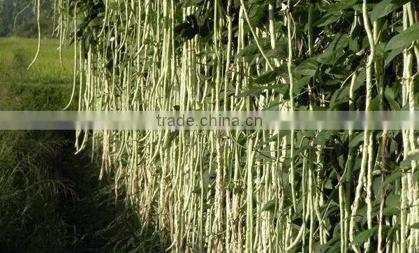 BE09 Nongzhong light green long bean seeds with white seeds inside