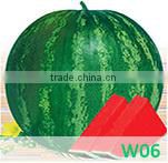 BE03 Qiwei dark green long bean seeds for planting