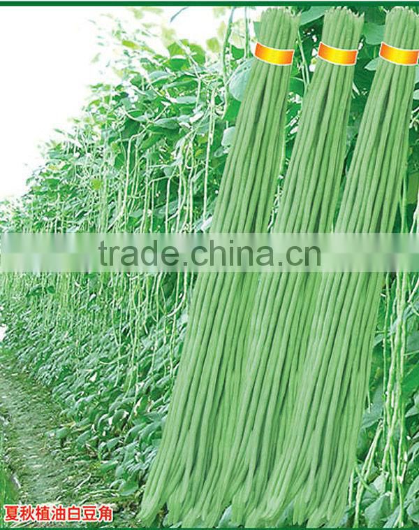 BE05 Hongzi light green early maturity long bean seeds in agriculture