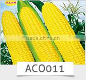 BE05 Hongzi light green early maturity long bean seeds in agriculture