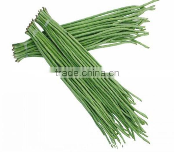 MBE01 Obesity early maturity high quality long bean seeds for planting