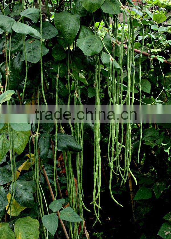 MBE04 Fengkai early maturity yard long bean seeds, chinese bean seeds