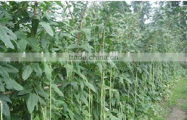 MBE04 Fengkai early maturity yard long bean seeds, chinese bean seeds
