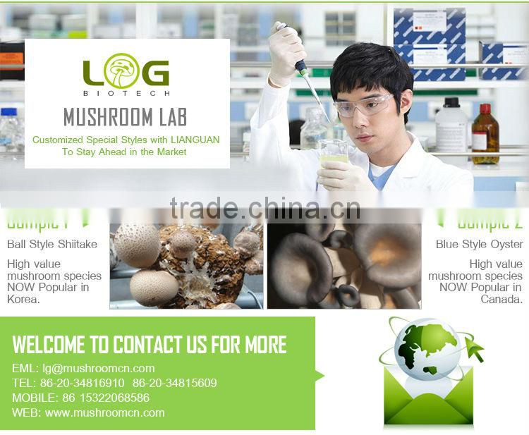 China dried Agrocybe chaxingu mushroom