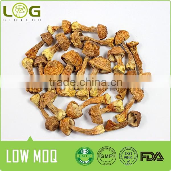 Agaricus blazei medical dried mushroom slice