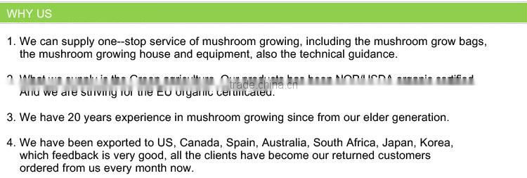 China dried Agrocybe chaxingu mushroom