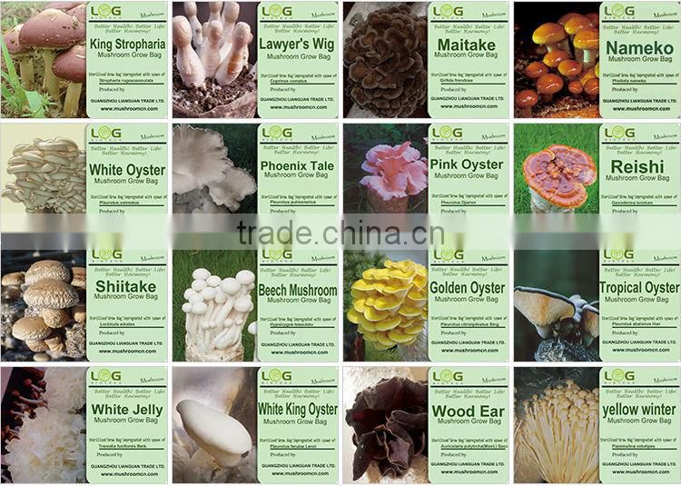 China dried Agrocybe chaxingu mushroom