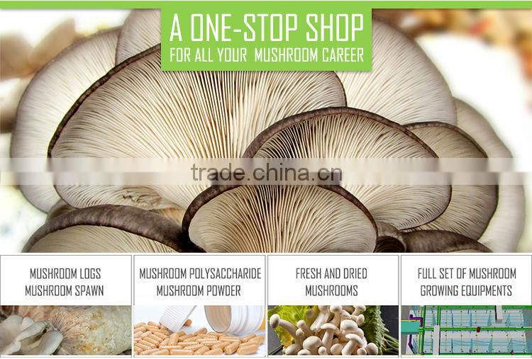China dried Agrocybe chaxingu mushroom