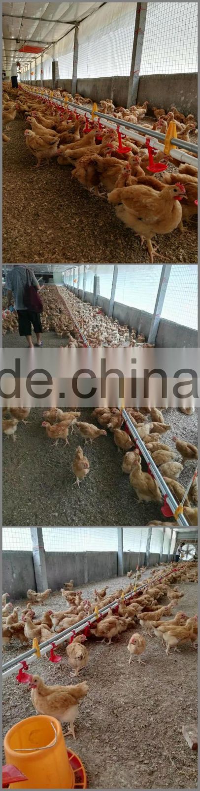 chicken nipple drinkers Automatic Chicken Drinker automatic drinker for chicken