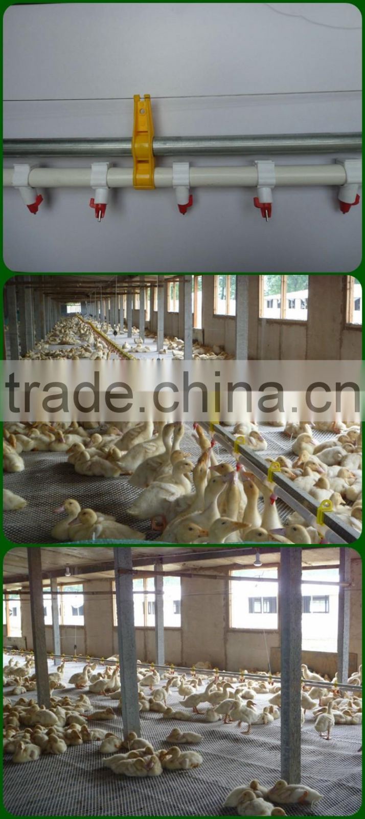 chicken nipple drinkers Automatic Chicken Drinker automatic drinker for chicken