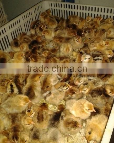 automatic chicken egg incubator hatching machine chicken incubator