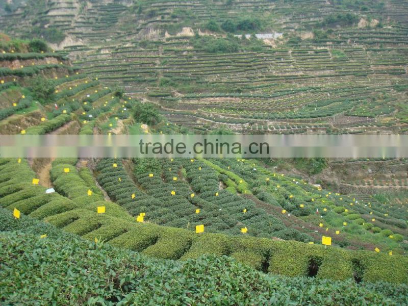 plastic Yellow Glue Trap for mosquito,fly,insect