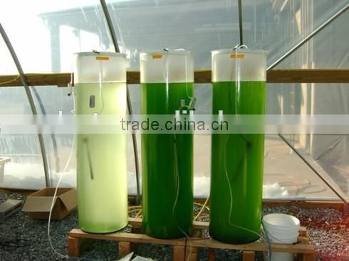 Aquaculture Algae Tank