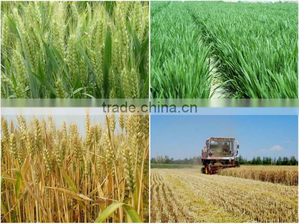 vital wheat gluten( wheat gluten price)