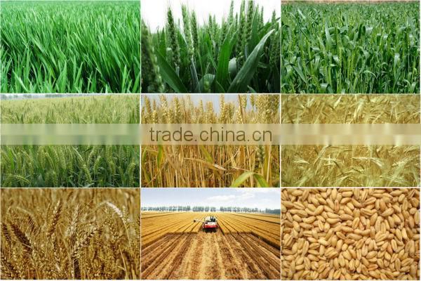 vital wheat gluten( wheat gluten price)