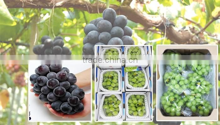 Delicious Komitsu apples from Japanese fresh fruit company