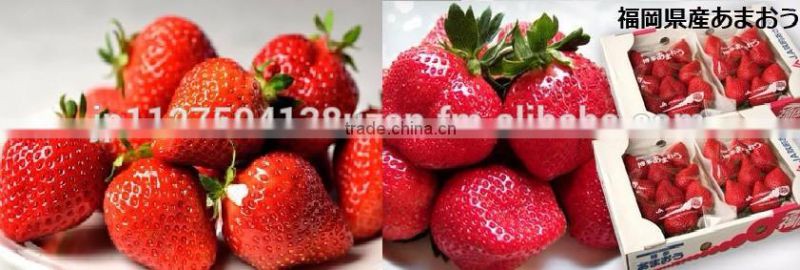 Delicious Komitsu apples from Japanese fresh fruit company