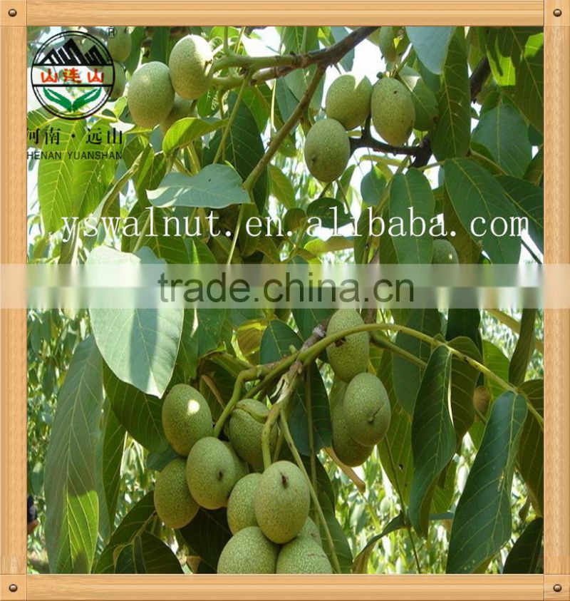 100% pure walnut oil